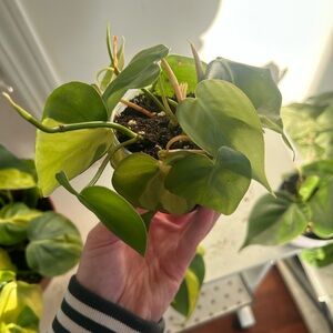 Mixed variegated and dark green Heart Leaf Philodendron Plant